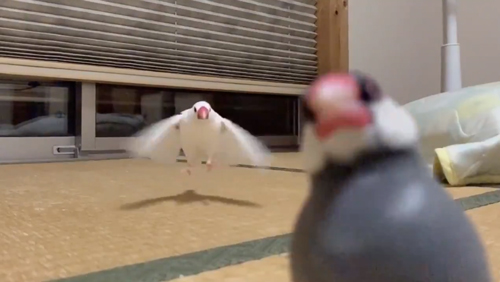 文鳥に駆けよられたい方アップ羽ばたくうめくん
