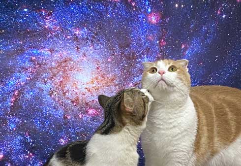 猫 テレビを宇宙に スペースキャット