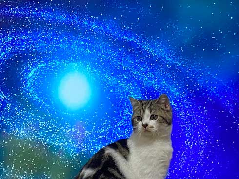 猫 テレビを宇宙に スペースキャット