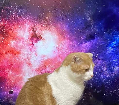 猫 テレビを宇宙に スペースキャット