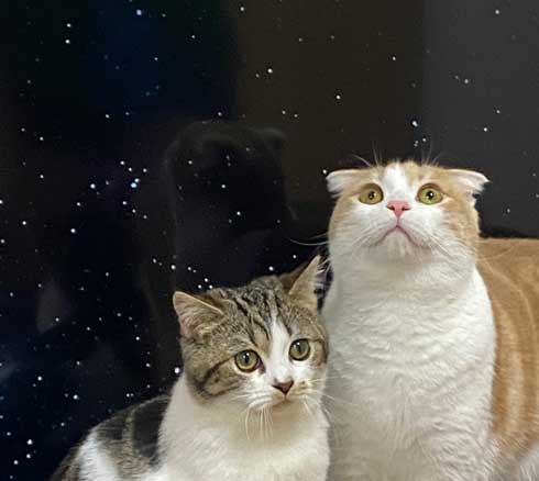猫 テレビを宇宙に スペースキャット