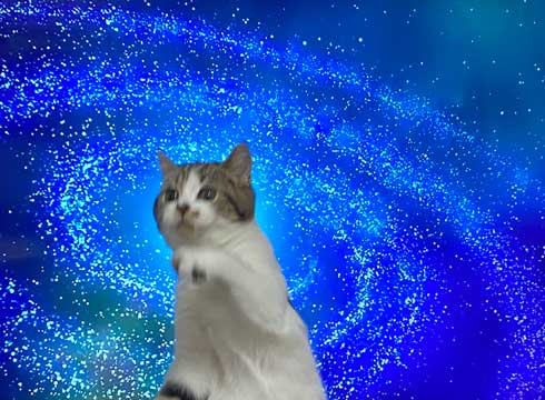 猫 テレビを宇宙に スペースキャット