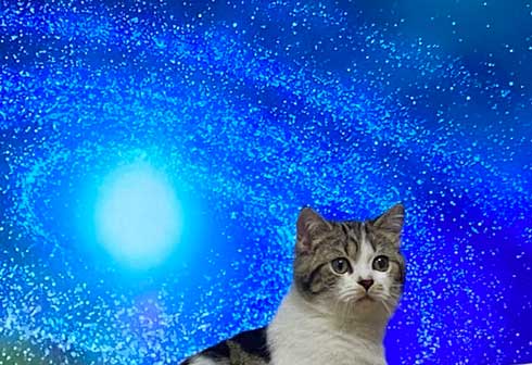 猫 テレビを宇宙に スペースキャット