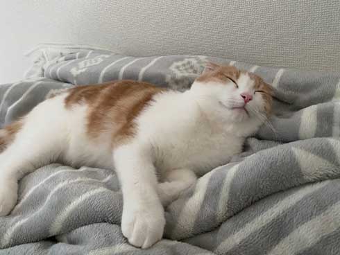 猫 テレビを宇宙に スペースキャット