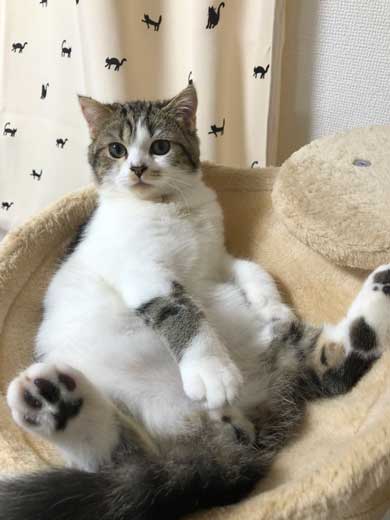 猫 テレビを宇宙に スペースキャット