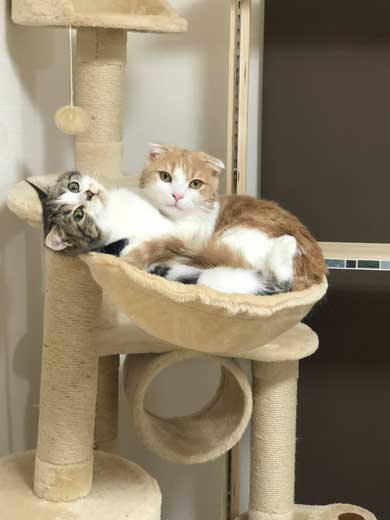 猫 テレビを宇宙に スペースキャット