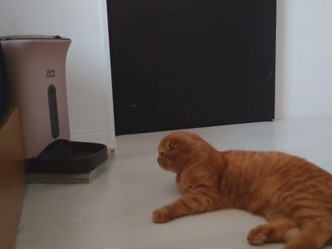 時間ぴったりきなこくん