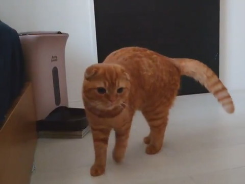 時間ぴったりきなこくん