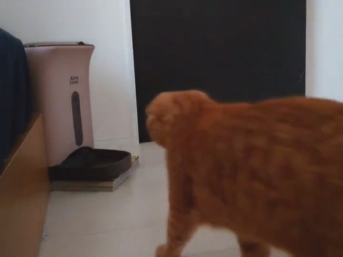 時間ぴったりきなこくん