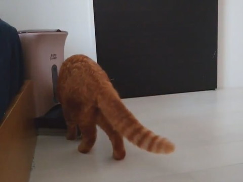 時間ぴったりきなこくん