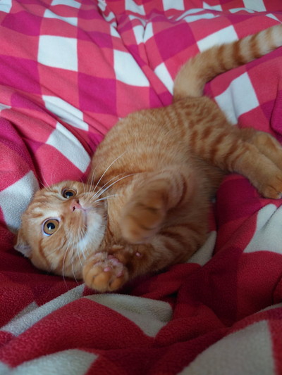 いろんなきなこくん