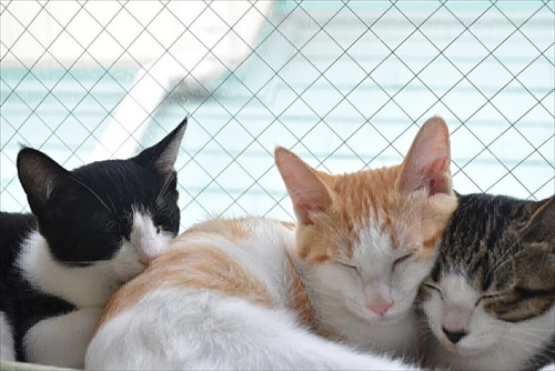 新玉旅館のクラウドファンディング