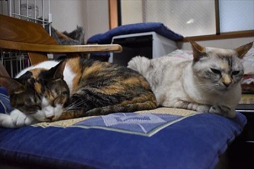 新玉旅館のクラウドファンディング