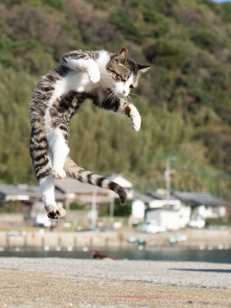 宙を舞うキジ白ちゃん