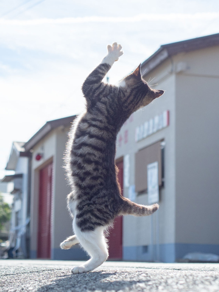 立つキジ白ちゃん背中