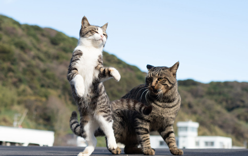 立つキジ白ちゃんを見るキジトラちゃん