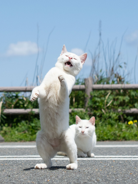 素人は黙っとれ猫ちゃん
