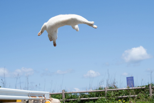 躍動感のある白猫ちゃん