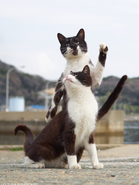 スタープラチナ猫ちゃん