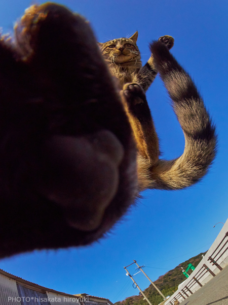 ライダーキック猫ちゃん