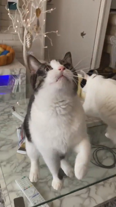 ねこニョイーン