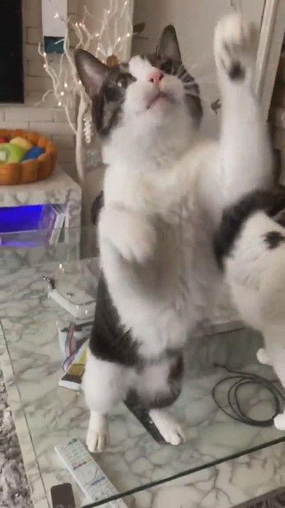 にょいーんネコちゃん