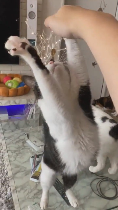 にょいーんネコちゃん