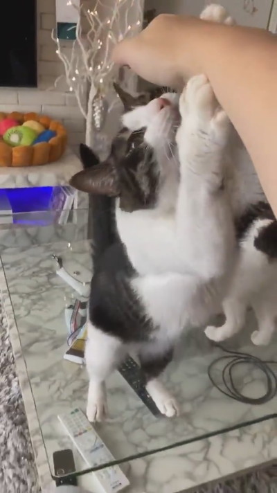 にょいーんネコちゃん