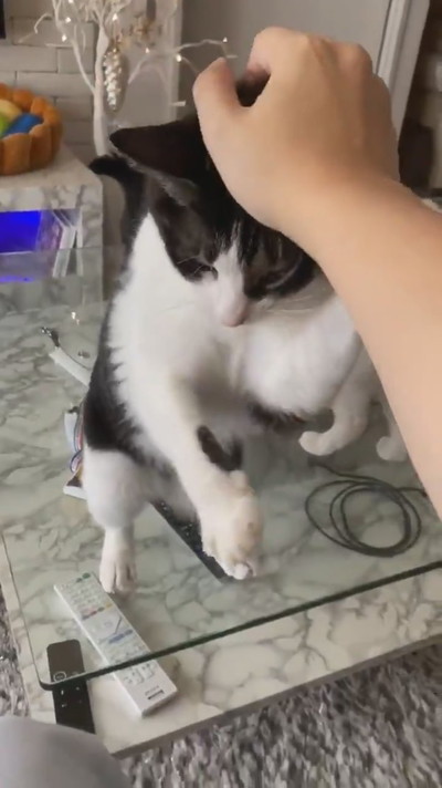 にょいーんネコちゃん