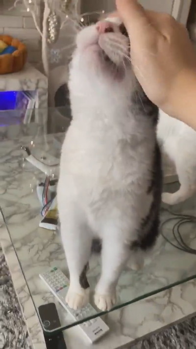 にょいーんネコちゃん