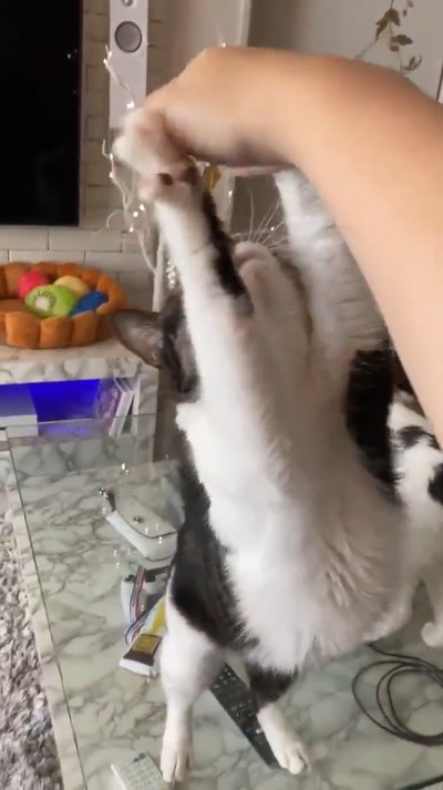 にょいーんネコちゃん