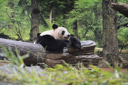 パンダ飼育の歴史の集大成！ 上野動物園の新施設「パンダのもり