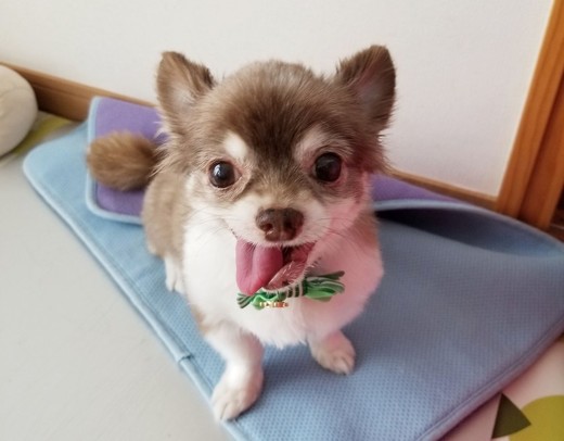 ペット手帳