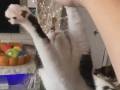 猫「なでてくださいまし！（ニョイーン）」　腕に飛びついてくるバンザイ猫ちゃんがかわいい