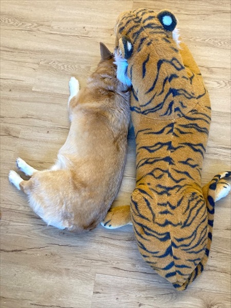 憂鬱なコーギー