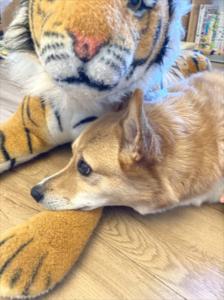 コギとボクのLA Life