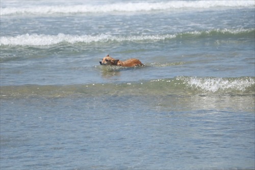 コギとボクのLA Life