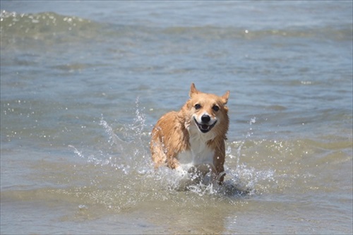 コギとボクのLA Life