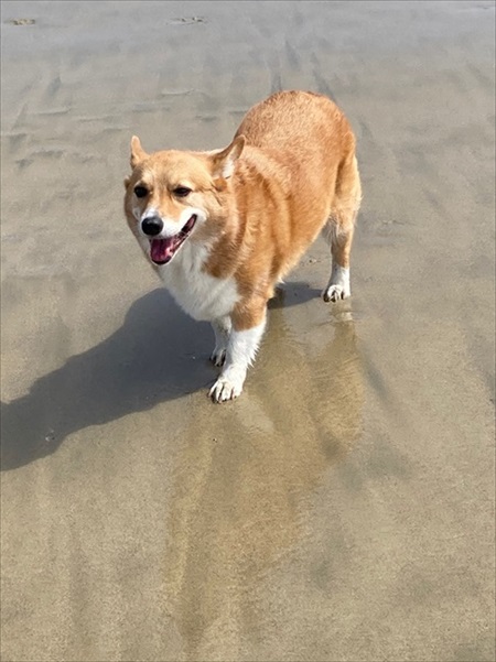 コギとボクのLA Life