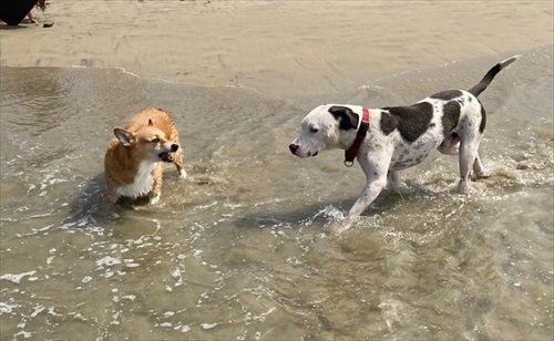 コギとボクのLA Life