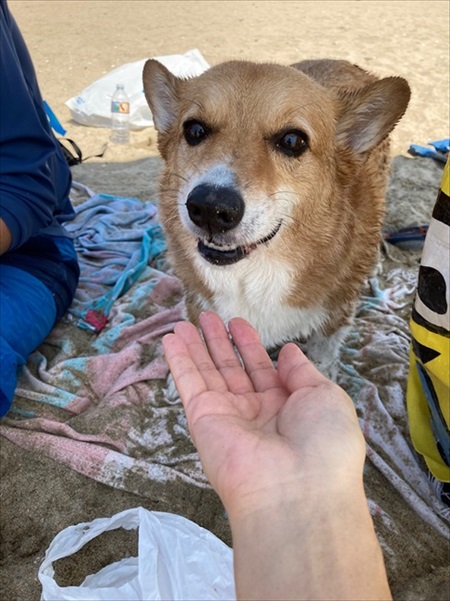 コギとボクのLA Life