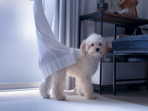 無気力なワンちゃん