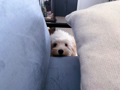 無気力なワンちゃん