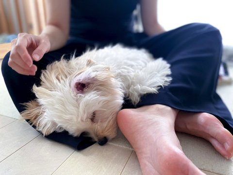 無気力なワンちゃん