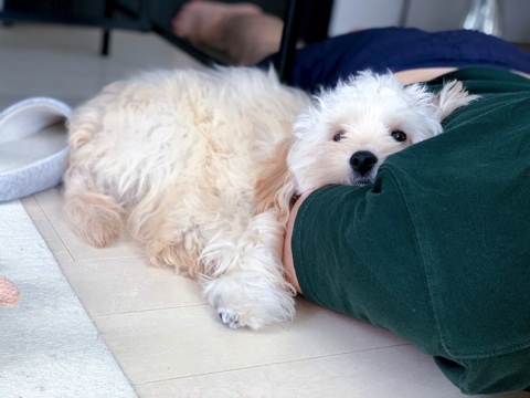 無気力なワンちゃん