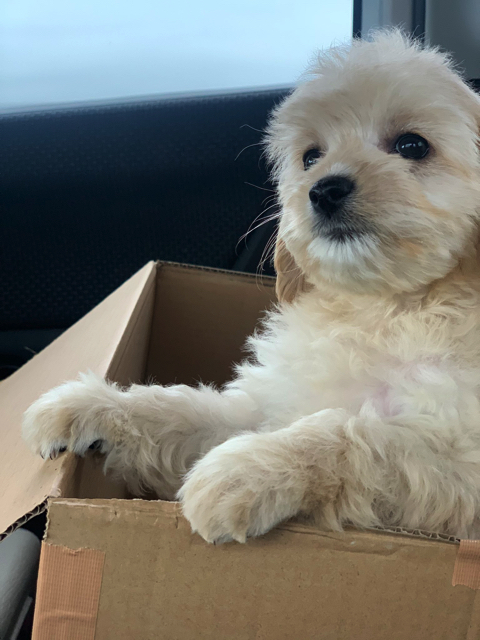 無気力なワンちゃん