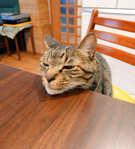 あごのせサンゴさん