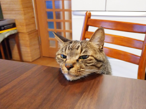 あごのせで視線だけ向けるサンゴさん