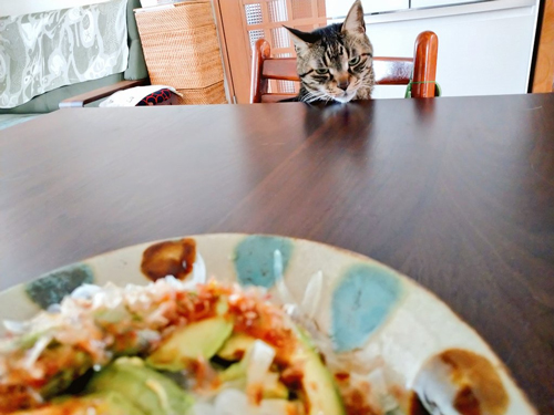 お昼を狙うサンゴさん