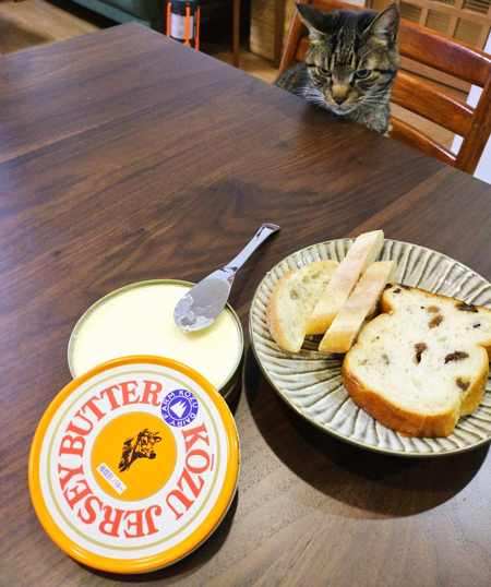 バター狙うサンゴさん
